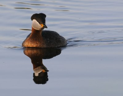 Grhakedopping-Rednecked grebe-(Podiceps Grisgena)