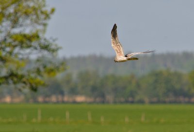 ngshk-Montagus harrier-(Circus Pygargus)