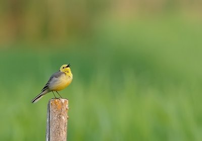 Citronrla-Citrine wagtail-(Motacilla Citreola)