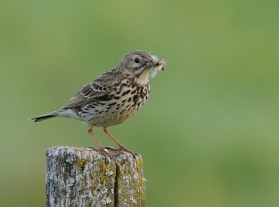 ngspiplrka-Meadow pipit-(Anthus Pratensis)