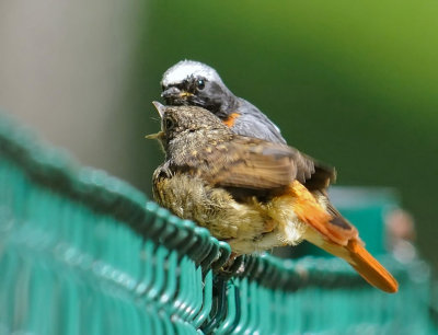 Rdstjrt-Common redstart-(Phoenicurus Phoenicurus)