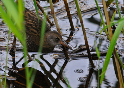 Vattenrall-Water rail-(Rallus Aquaticus)