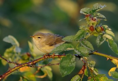 Lvsngare-Willow warbler-(Phylloscopus Trochilus)
