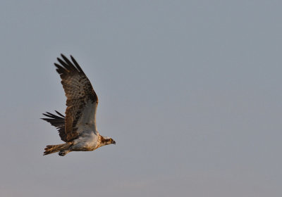 Fiskgjuse-Osprey-(Pandion Haliaetus)
