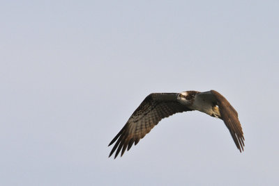 Fiskgjuse-Osprey-(Pandion Haliaetus)
