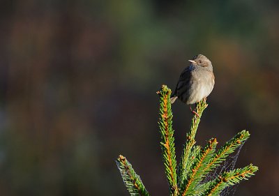Jrnsparv-Hedge accentor-(Prunella Modularis)