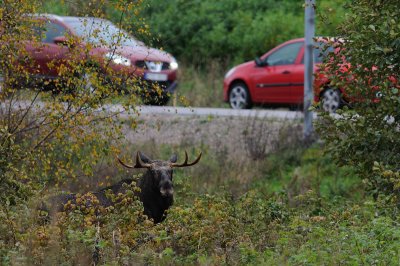 lg-Elk-(Alces Alces)