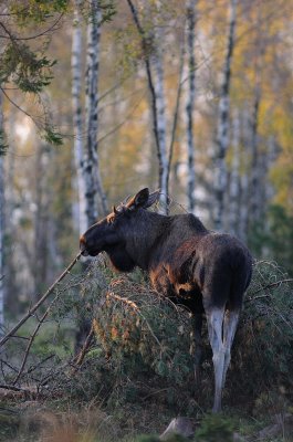 lg-Elk-(Alces Alces)