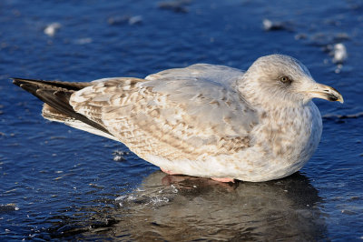 Grtrut-Herring gull-(Larus Argentatus)