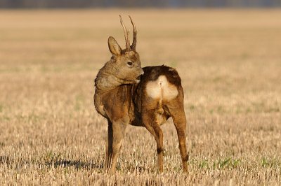 Rdjur-Roe deer-(Capreolus Capreolus)
