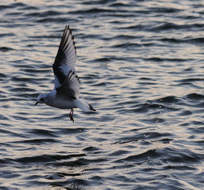 Rosenms-Rosss gull-(Rhodostethia Rosea)