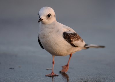 Rosenms-Rosss gull-(Rhodostethia Rosea)