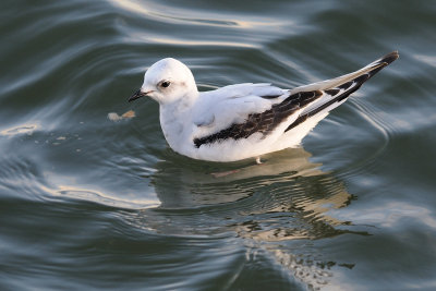 Rosenms-Rosss gull-(Rhodostethia Rosea)
