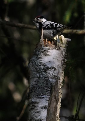 Mindre hackspett-Lesser spotted woodpecker-(Dendrocopos Minor)
