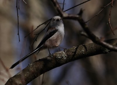 Stjrtmes-Long tailed tit-(Aegithalos Caudatus)