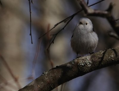 Stjrtmes-Long tailed tit-(Aegithalos Caudatus)