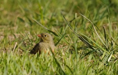 Ortolansparv-Ortolan bunting-(Emberiza Hortulana)