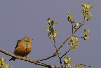 Ortolansparv-Ortolan bunting-(Emberiza Hortulana)