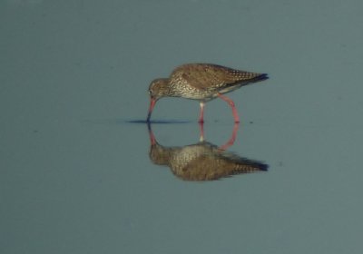 Rdbena-Common redshank-(Tringa Totanus)