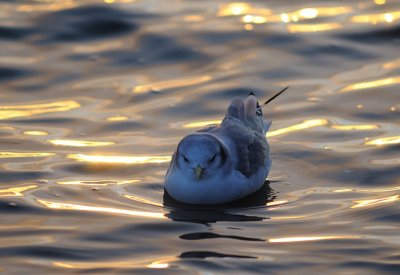 Tretig ms-Blacklegged kittiwake-(Rissa Tridactyla)