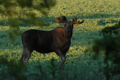 lg-Elk-(Alces Alces)