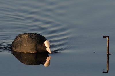 Sothna-Common coot-(Fulica Atra)