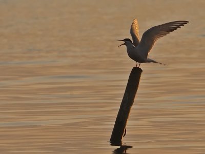 Fisktrna-Common tern-(Sterna Hirundo)