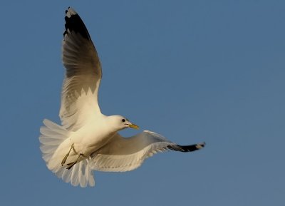 Fiskms-Mew gull-(Larus Canus)