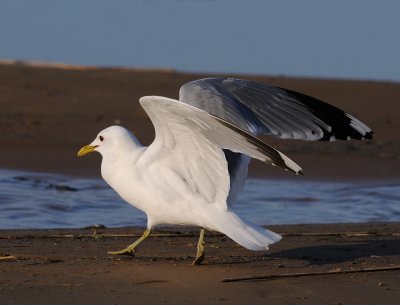 Fiskms-Mew gull-(Larus Canus)