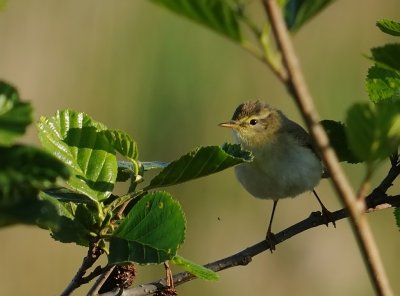 Lvsngare-Willow warbler-(Phylloscopus Trochilus)