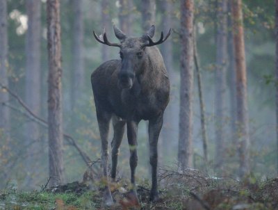 Klintesjtjuren 2011-2