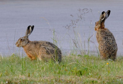 Flthare-European hare-(Lepus Europaeus)
