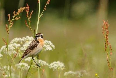 Buskskvtta-Whinchat-(Saxicola Rubetra)