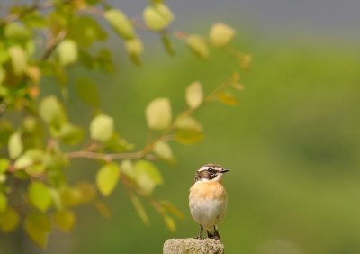Buskskvtta-Whinchat-(Saxicola Rubetra)