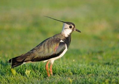 Tofsvipa-Northern lapwing-(Vanellus Vanellus)