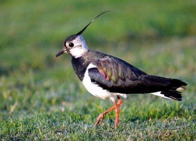 Tofsvipa-Northern lapwing-(Vanellus Vanellus)