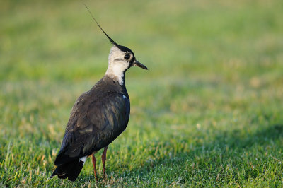 Tofsvipa-Northern lapwing-(Vanellus Vanellus)