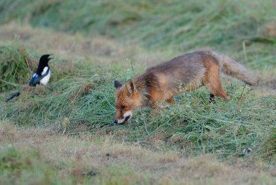 Rv-Fox-(Vulpes Vulpes)