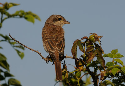 Trnskata-Redbacked shrike-(Lanius Collurio)