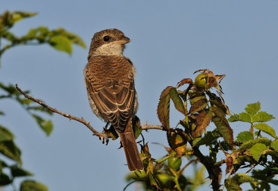 Trnskata-Redbacked shrike-(Lanius Collurio)