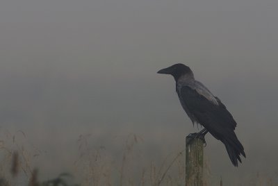 Krka-Hooded crow-(Corvus Cornix)