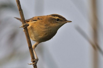 Svsngare-Sedge warbler-(Acrocephalus Schoenobaenus)