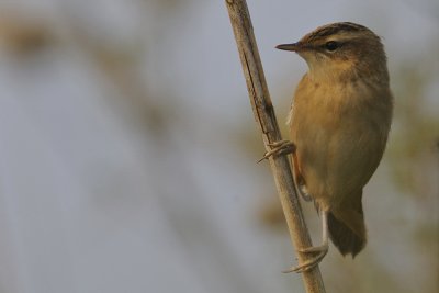 Svsngare-Sedge warbler-(Acrocephalus Schoenobaenus)
