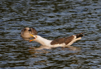 Silltrut-Lesser black backed gull-(Larus Fuscus)