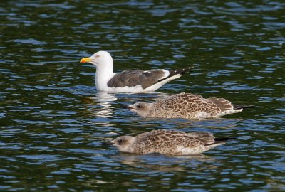 Silltrut-Lesser black backed gull-(Larus Fuscus)