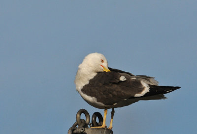 Silltrut-Lesser black baked gull-(Larus Fuscus)