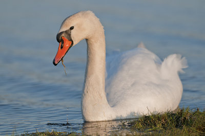 Swan