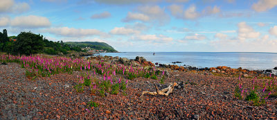 Arild in foxglove