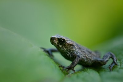 Baby Toad