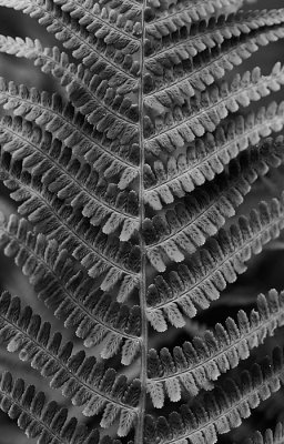 Fern